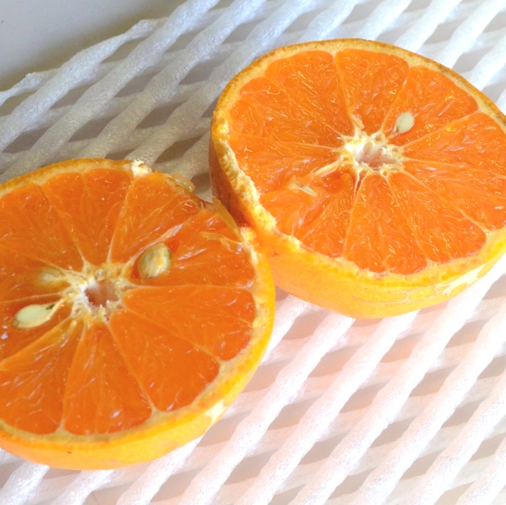 ご家庭用  南津海（なつみ） 初夏のみかん　 和歌山 中道平農園