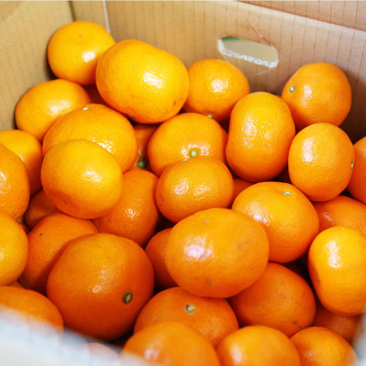 ご家庭用みかん 糖度表示なし 和歌山 中道平農園