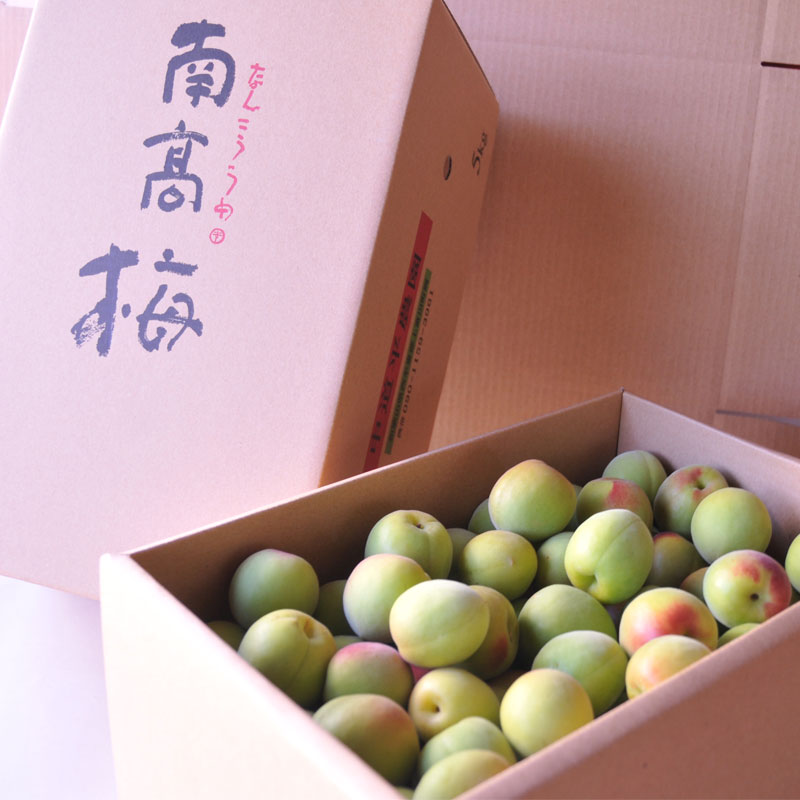 南高梅 完熟 2Lサイズ  和歌山 中道平農園